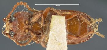 Media type: image;   Entomology 7207 Aspect: habitus ventral view